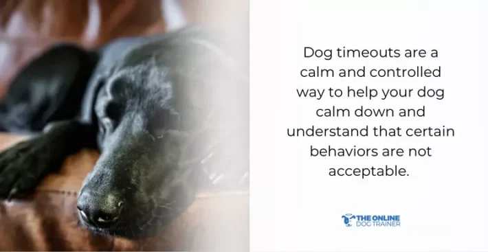 when to give timeout to dogs