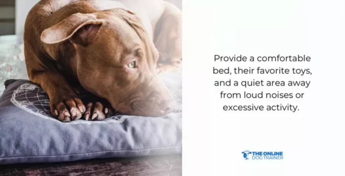 Protect dog quality time