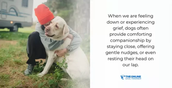 can dogs understand humans