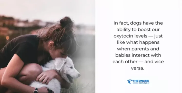 dog connection to humans