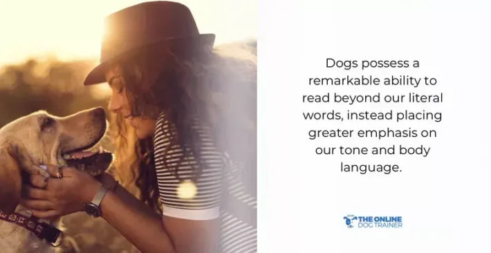 dogs understand humans