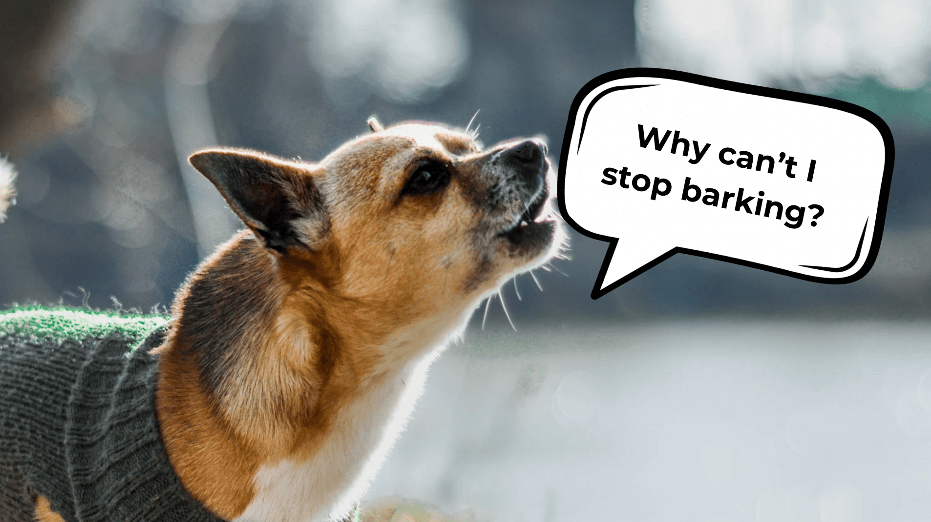 How to Stop Dog Barking Without Hurting Your Dog or Puppy