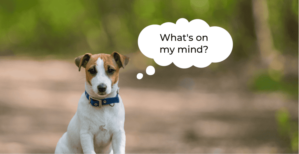 Dog Psychology: How to Understand What Your Dogs Are Thinking cover