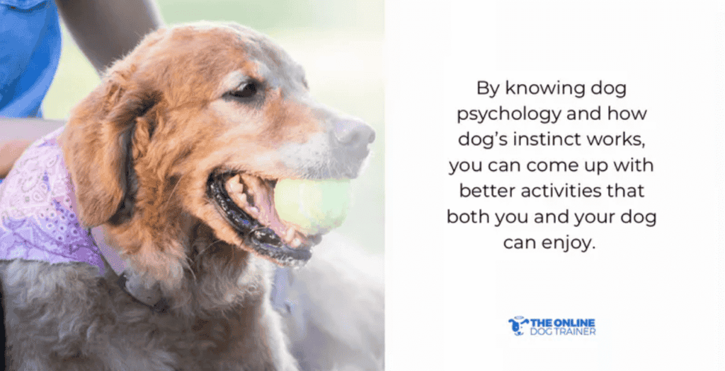 What Is My Dog Thinking The Importance of Dog Psychology