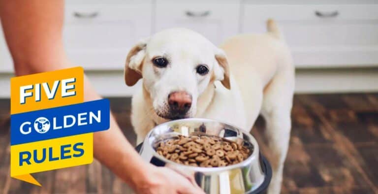 The Doggy Dan Five Golden Rules: Food Training For Dogs is Rule #1! cover