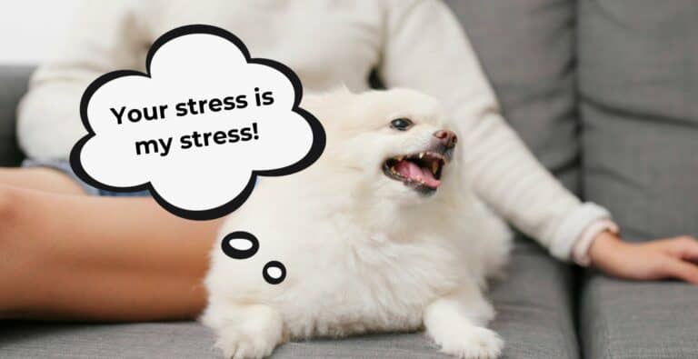 Do Dogs Feel Our Stress? The Number One Cause of Dog Stress cover