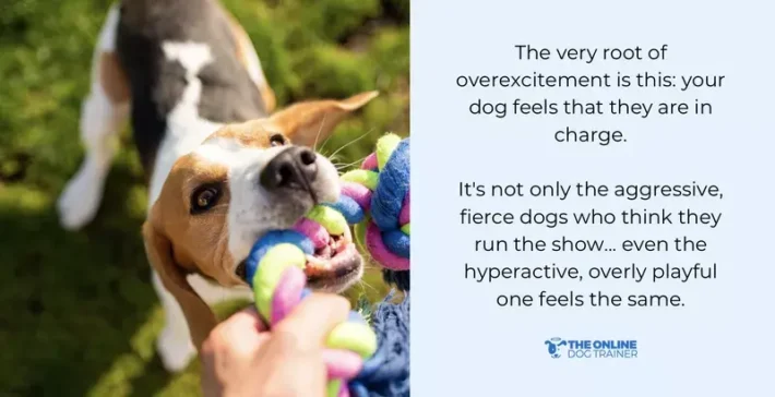 Doggy Dan dog calming code