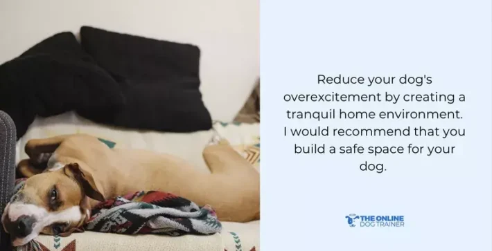 how to calm a new puppy