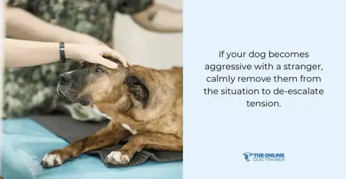 Stop Aggressive Dog Behavior: Proven Tips to Calm Your Pet Fast