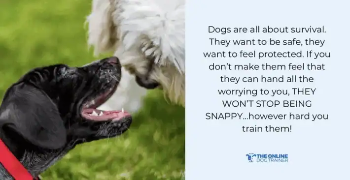 How to Correct Bad Dog Behavior: Proven Tips for Lasting Results