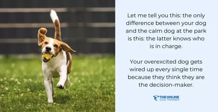 how to train overexcited dogs
