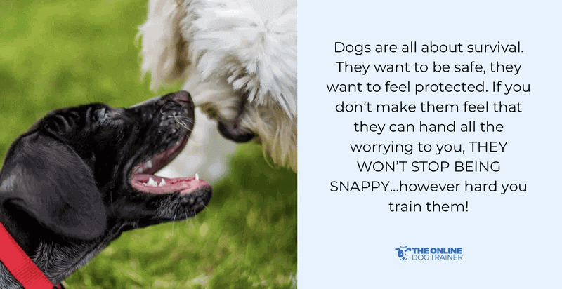 how to stop dog snapping