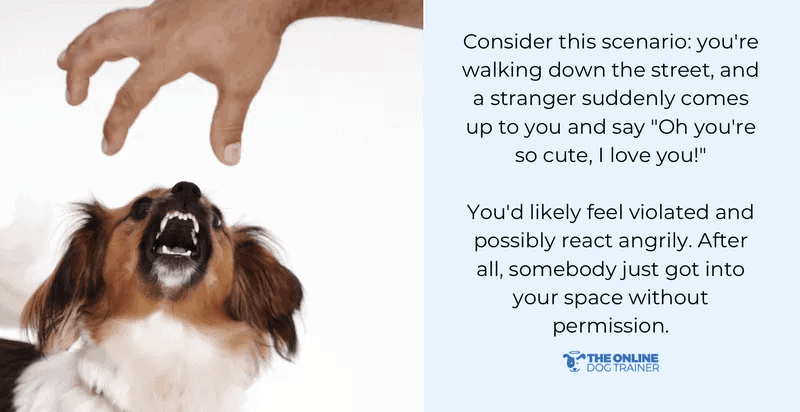 dog training for aggressive dogs