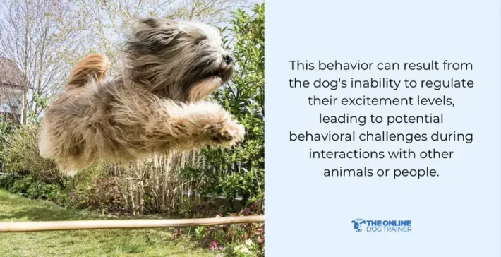 is a dog's overexcited behavior a big deal