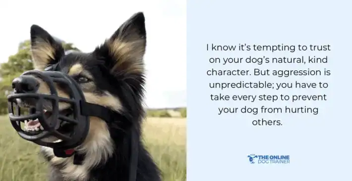 How to Stop Aggressive Behavior in Dogs: Proven Expert Tips