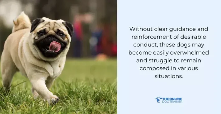 what to do if your puppy starts biting