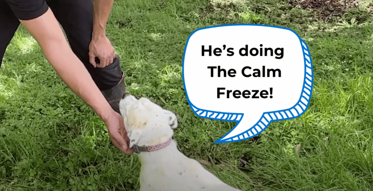 The Calm Freeze: Doggy Dan’s Technique to Quickly Calm Dogs cover