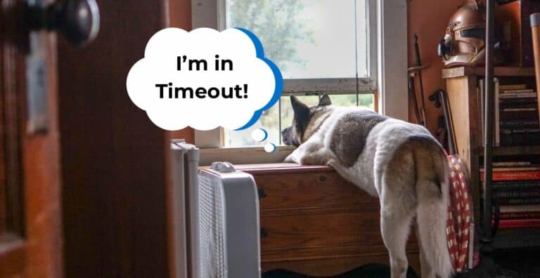Why Your Dogs Need Timeout + Frequently Asked Questions on Timeouts cover