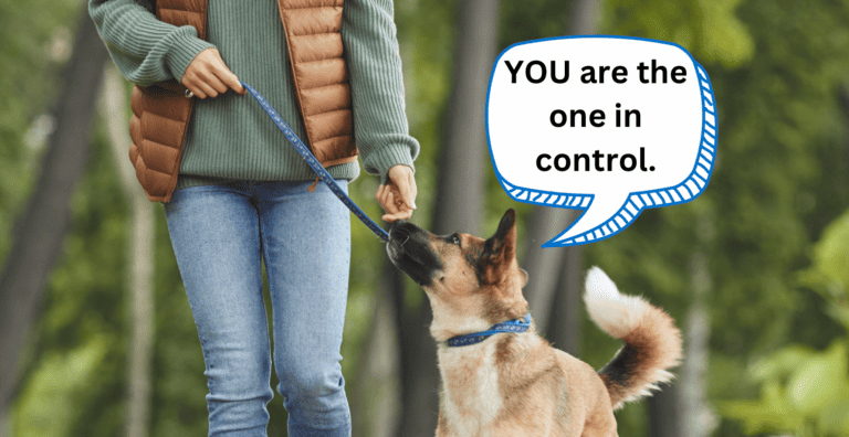 Do This to Stop Dog-Walking Problems Like Pulling Leash and Misbehaving cover