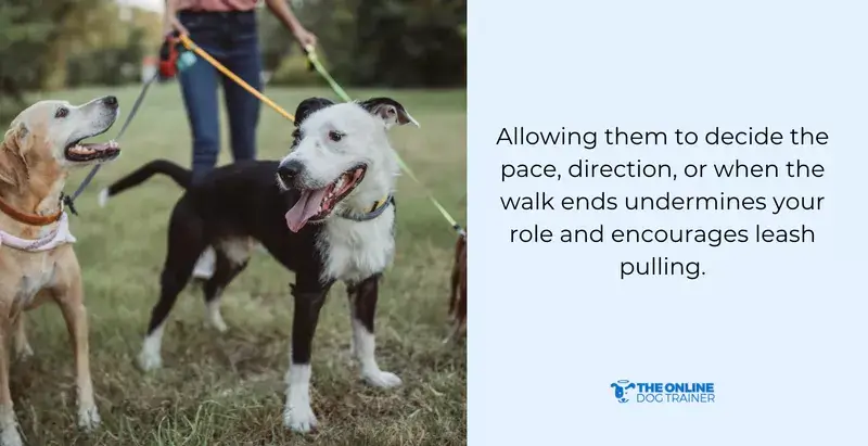 leash reactivity in dogs