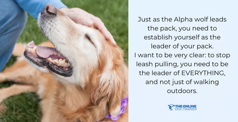 leash reactive dogs