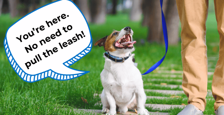 Stop Leash Pulling: Why Your Dog Pulls the Leash At The Start of Your Walk cover