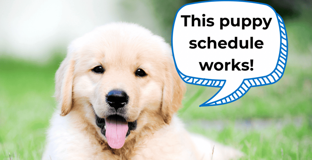 8-Week-Old Puppy Schedule: The Ultimate Guide to Training Your New Puppy cover
