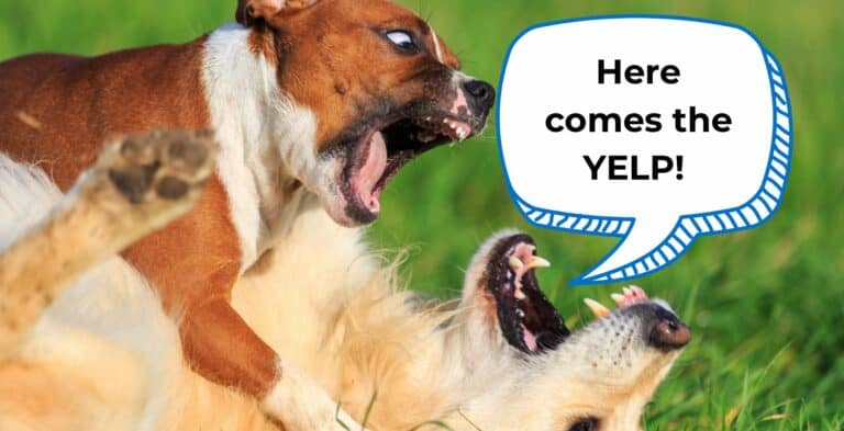 Understanding Dog Rumbles: The Other Reason Why Dogs Yelp and Scream cover