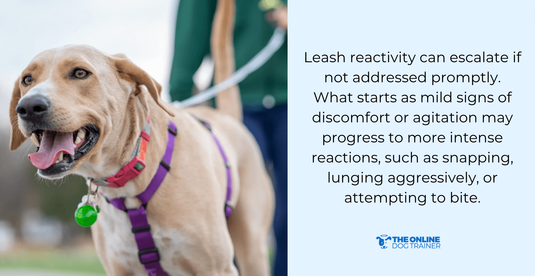 reasons for leash reactivity in dogs