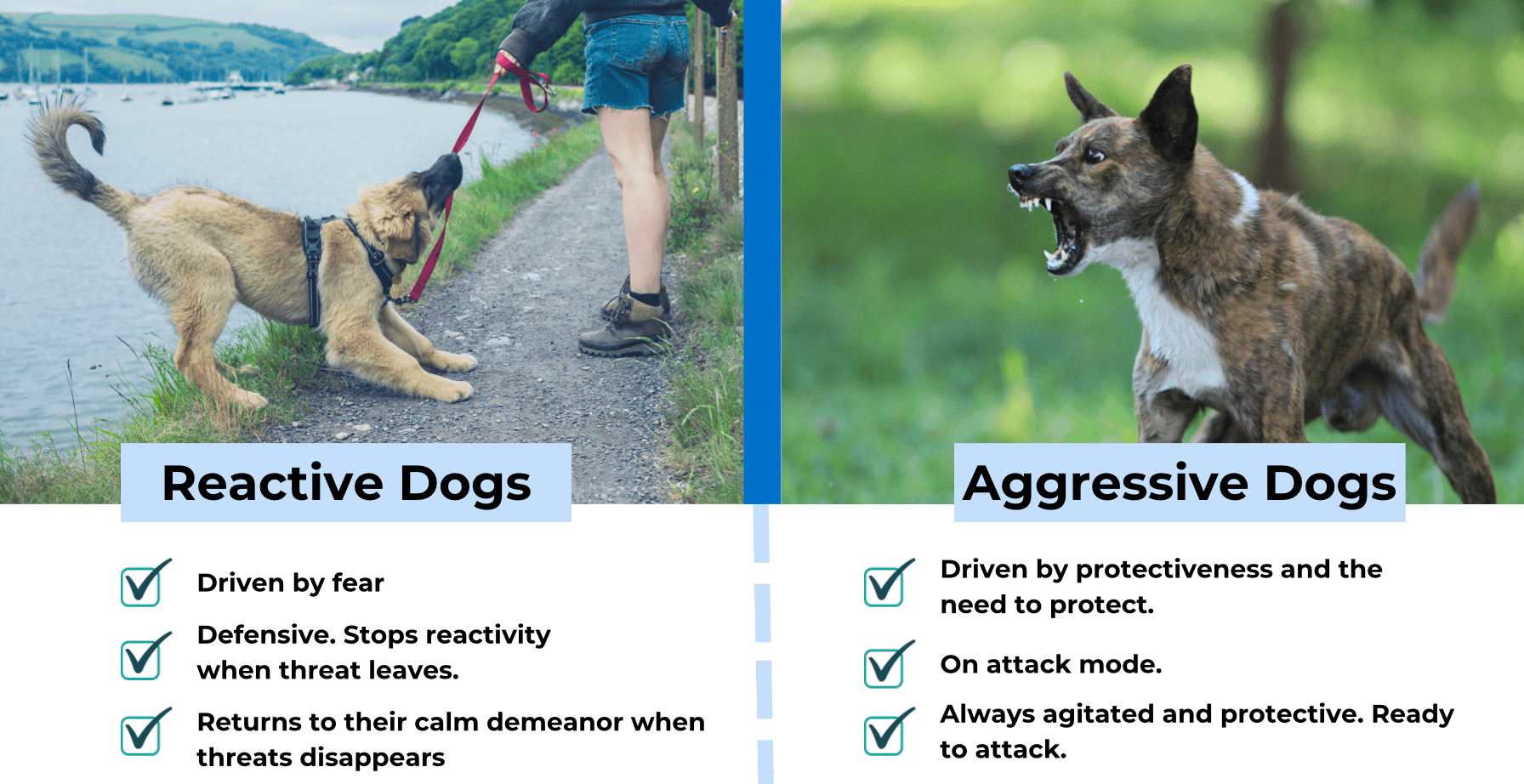 reactive dogs vs aggressive dogs