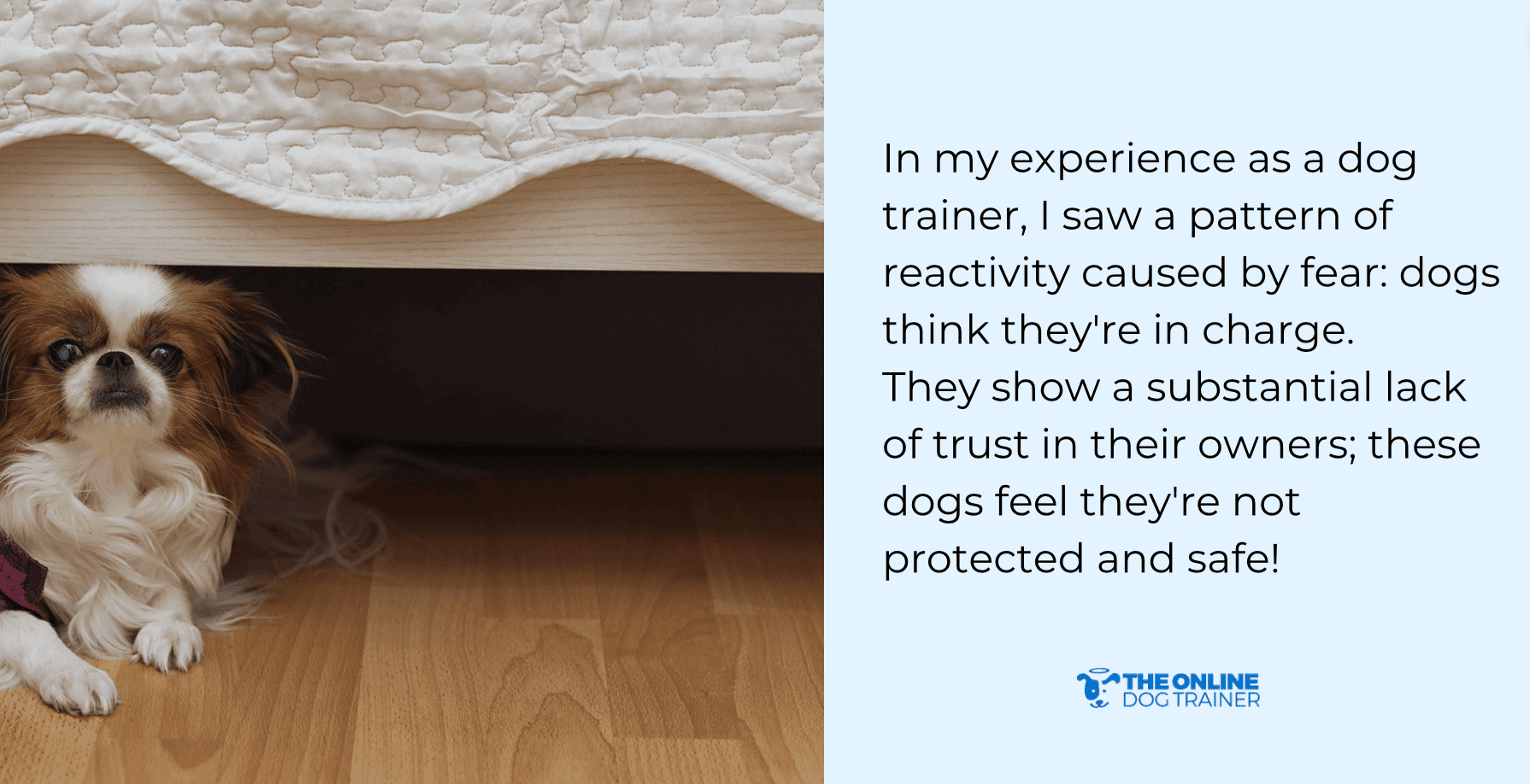 what makes dogs reactive
