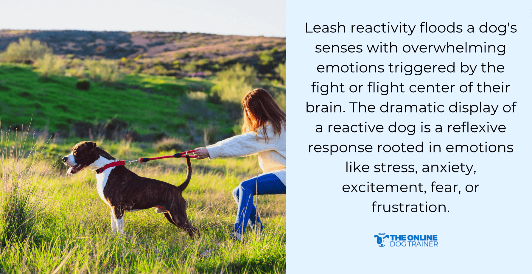 leash aggressive dogs
