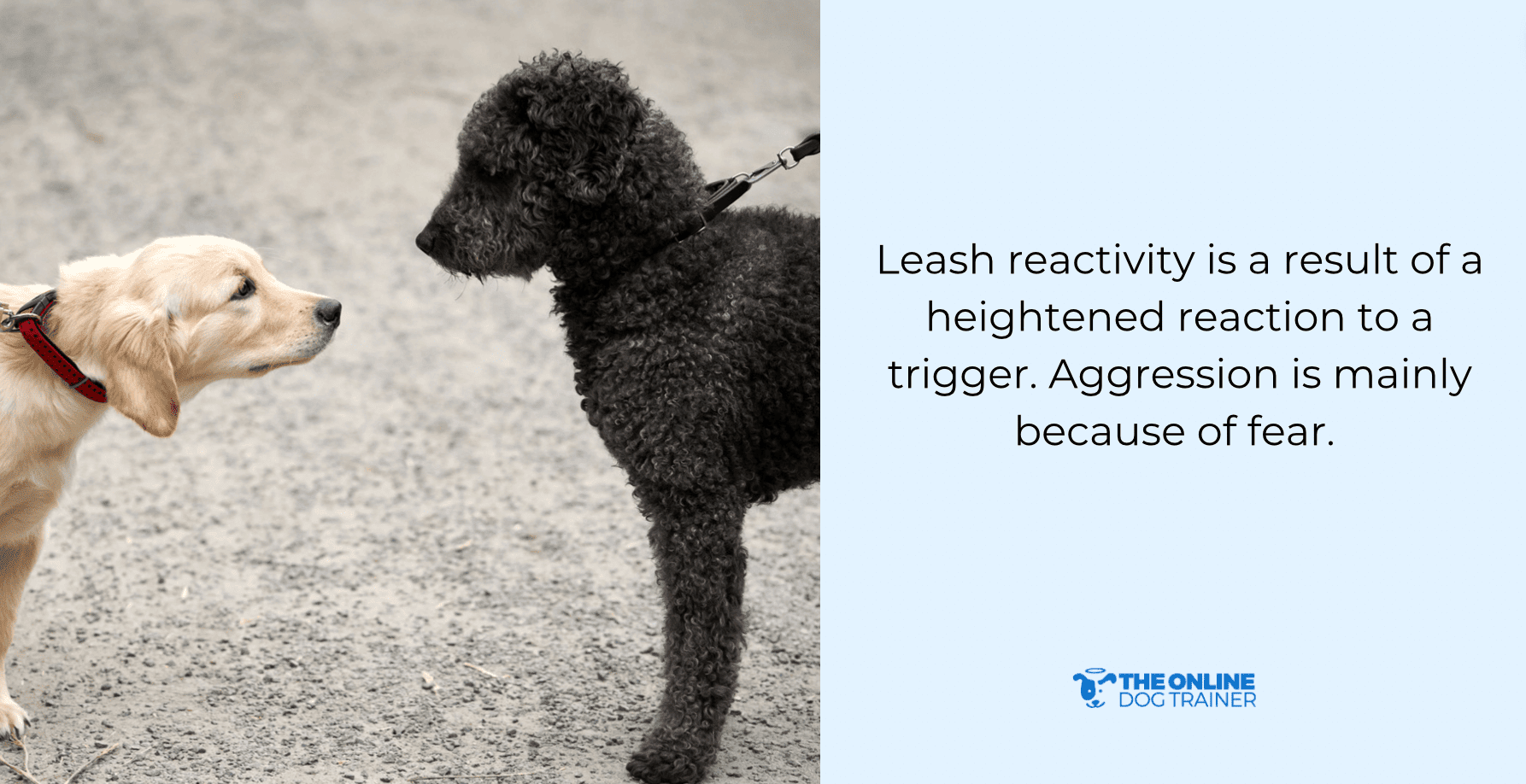 dog reactivity leash