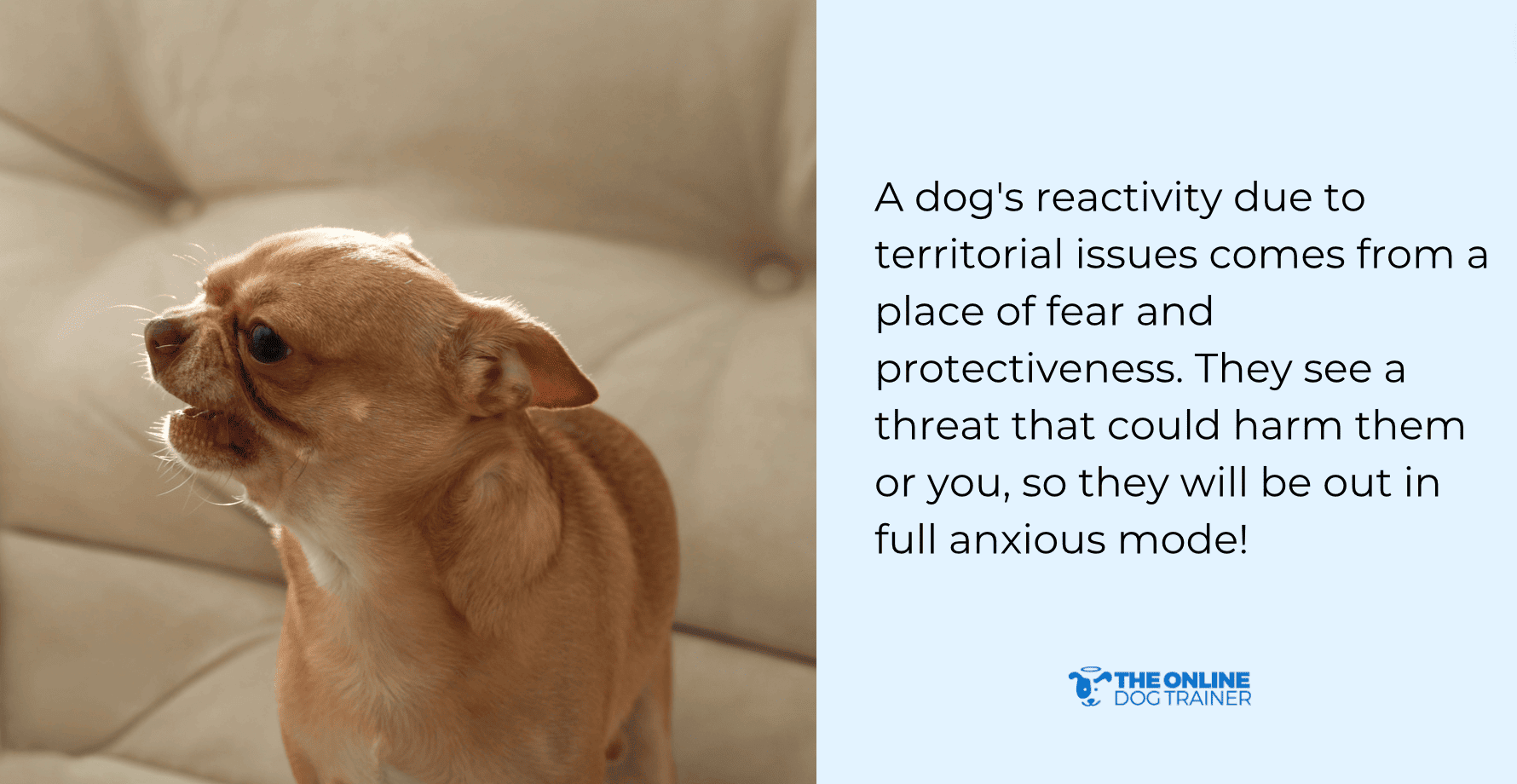 how to stop dog reactivity