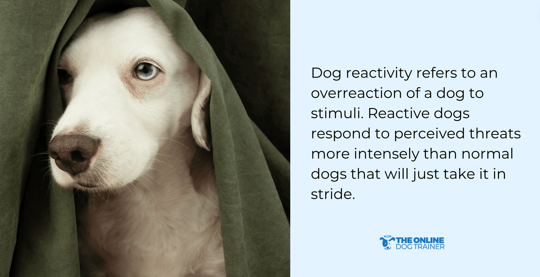 stop reactive dog behavior