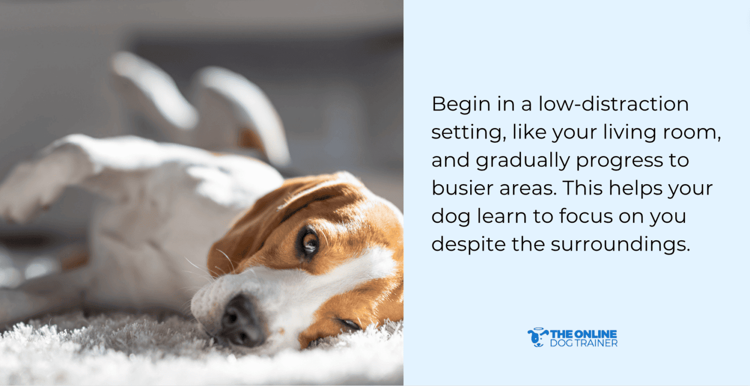 How To Stop Dog Reactivity Doggy Dan's Comprehensive Guide To Managing