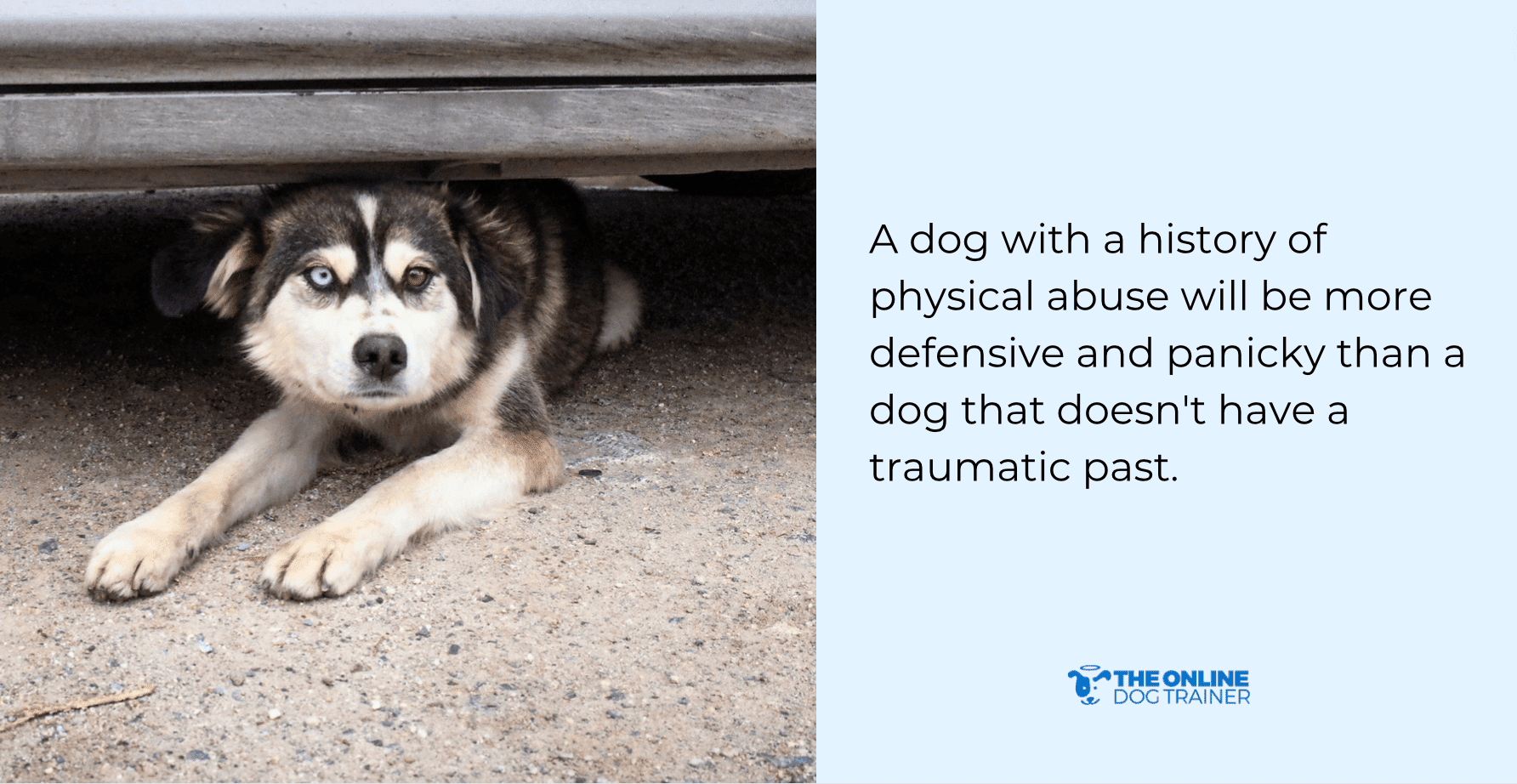 How To Stop Dog Reactivity Doggy Dan's Comprehensive Guide To Managing