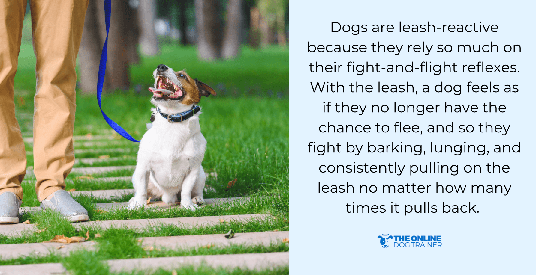 training leash reactive dogs