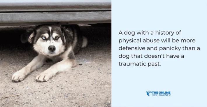 causes of dog reactivity