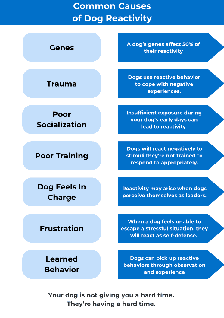 what causes dog reactivity