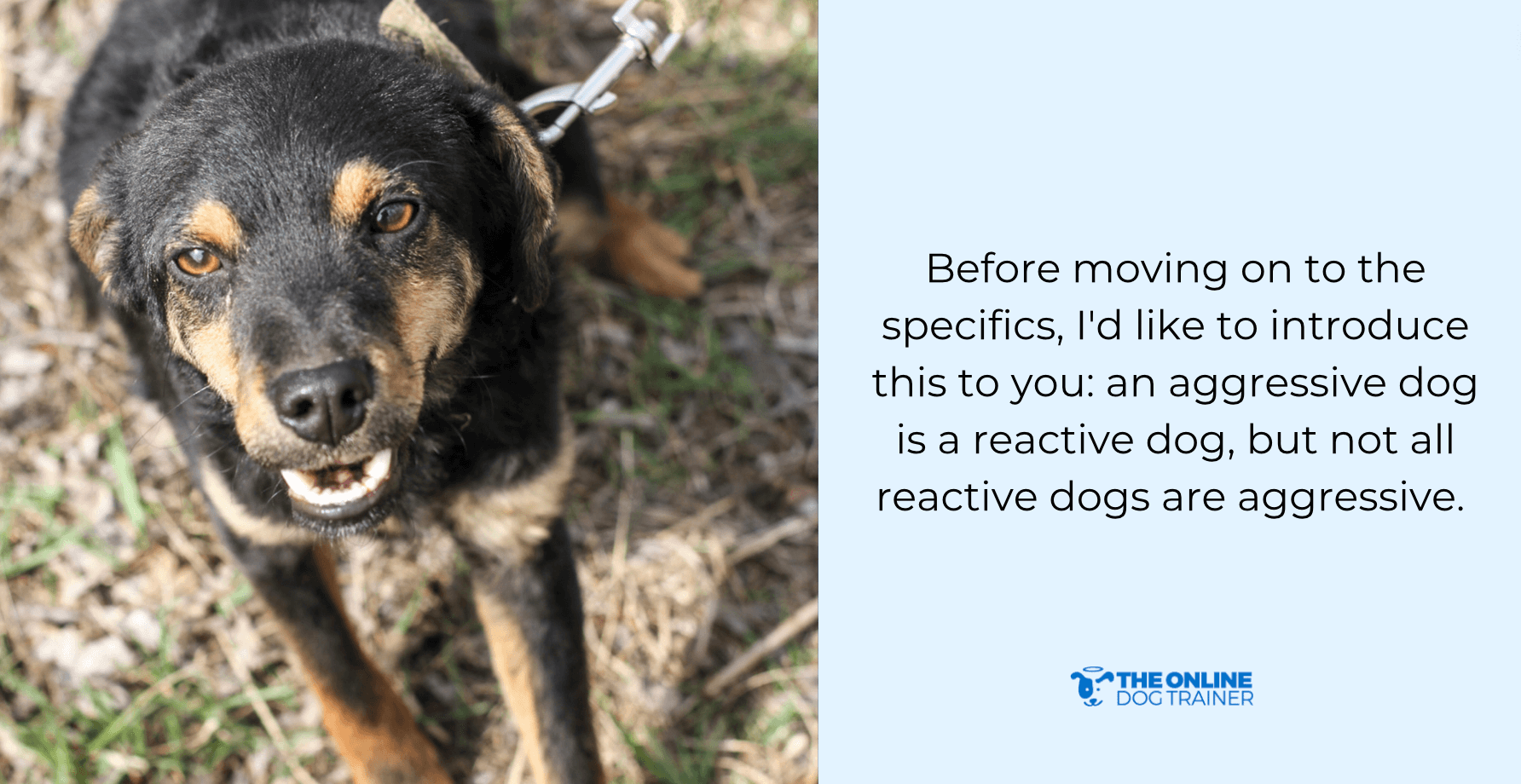 dog leash reactivity reasons