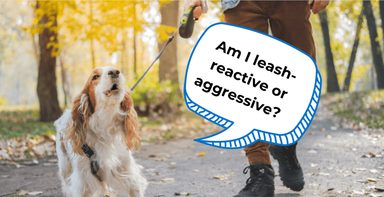 leash reactivity