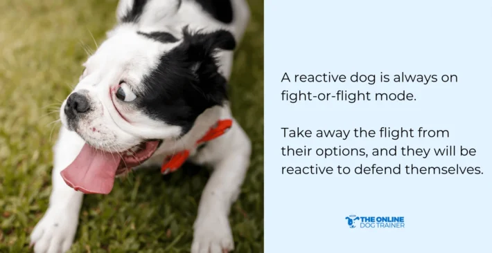 signs of a reactive dog