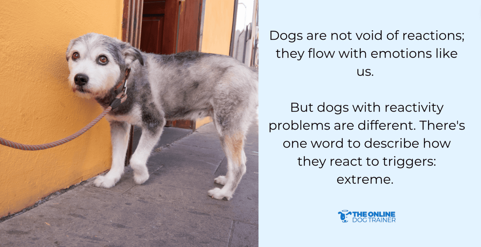 What Is A Reactive Dog: Why Is My Dog Reactive to Everything? - The ...