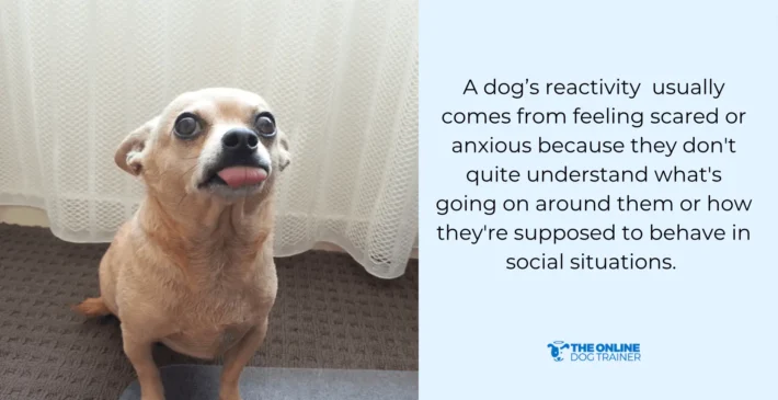 fear based reactivity