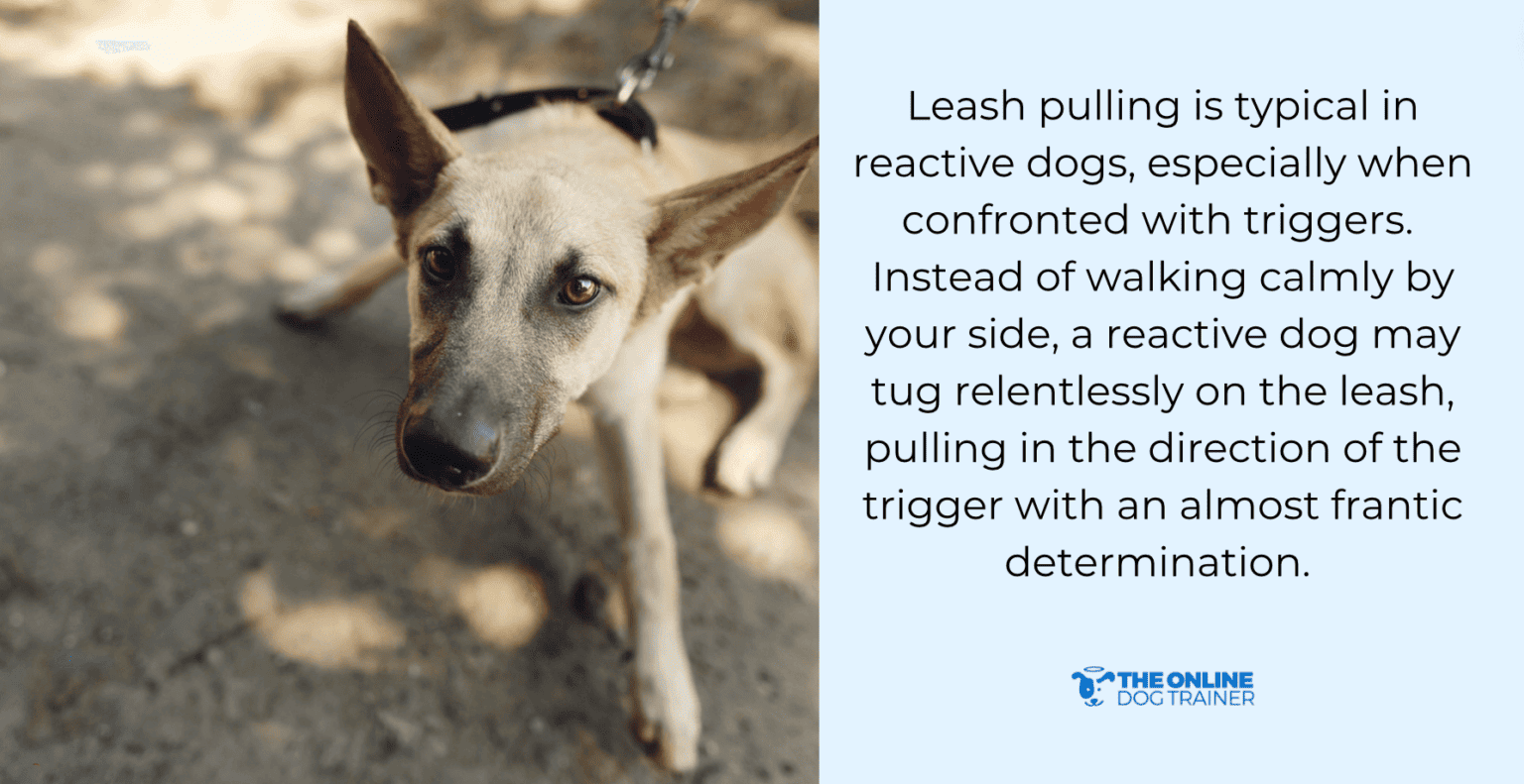 What Is A Reactive Dog: Why Is My Dog Reactive to Everything? - The ...