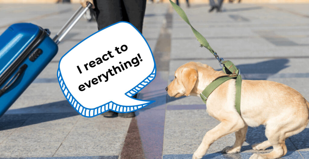 reactive dog meaning