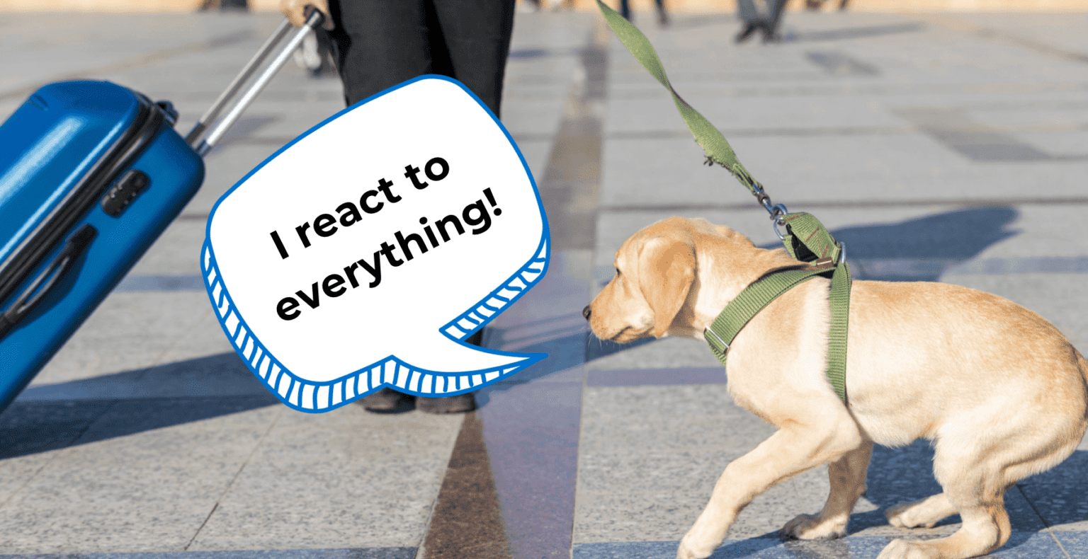 What Is A Reactive Dog: Why Is My Dog Reactive to Everything? - The ...