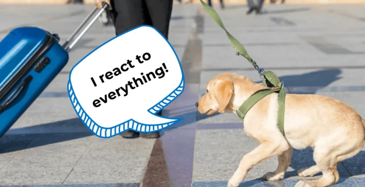 reactive dog meaning