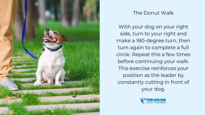 group obedience class for leash reactive dogs